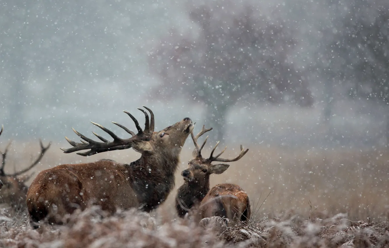 Фото обои снег, природа, олени