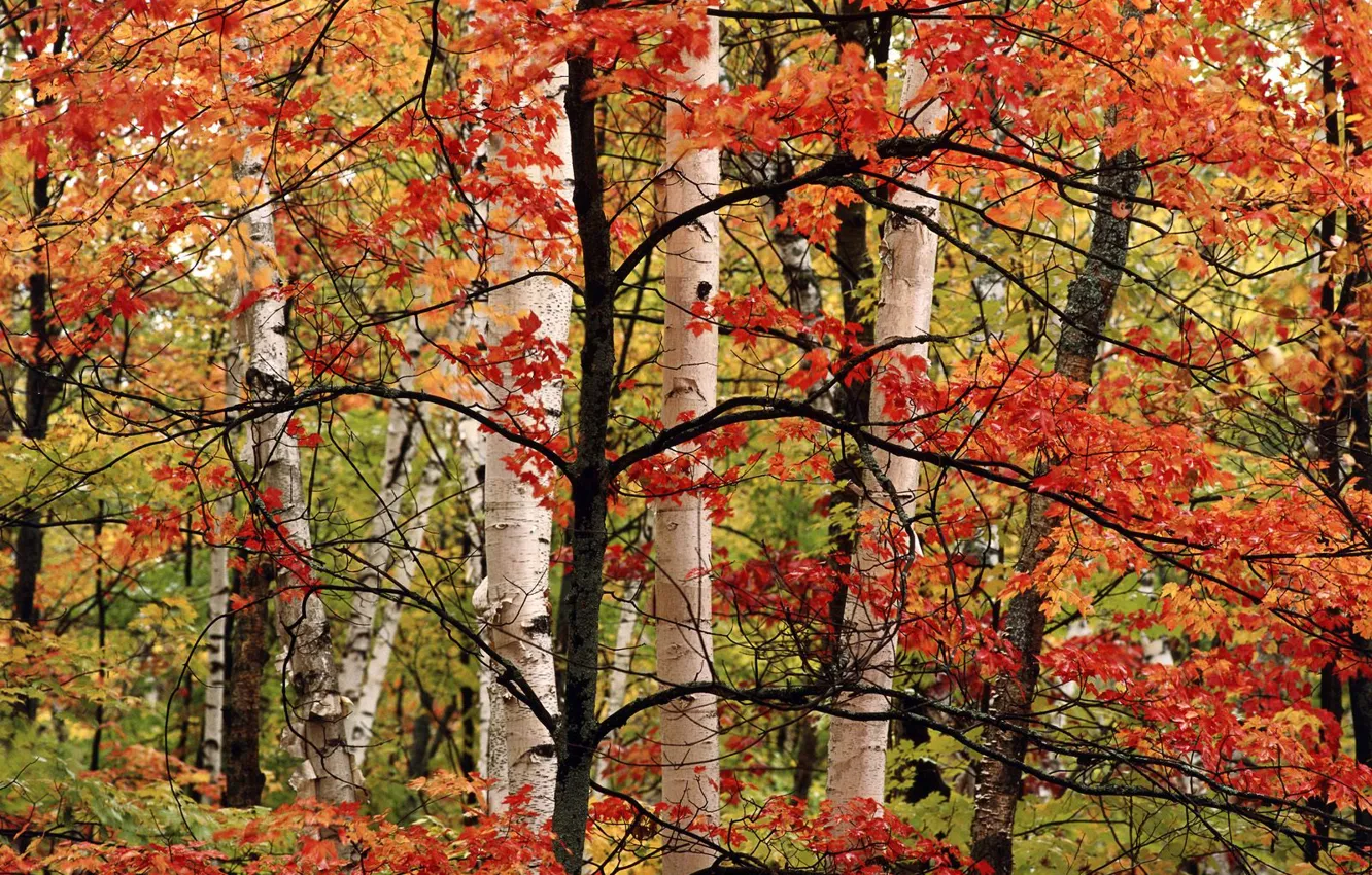 Фото обои осень, дерево