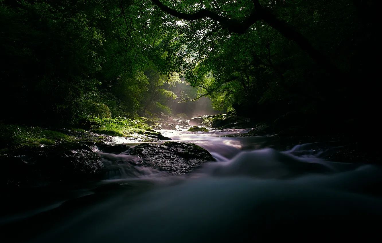 Фото обои лес, свет, природа, река, мрак