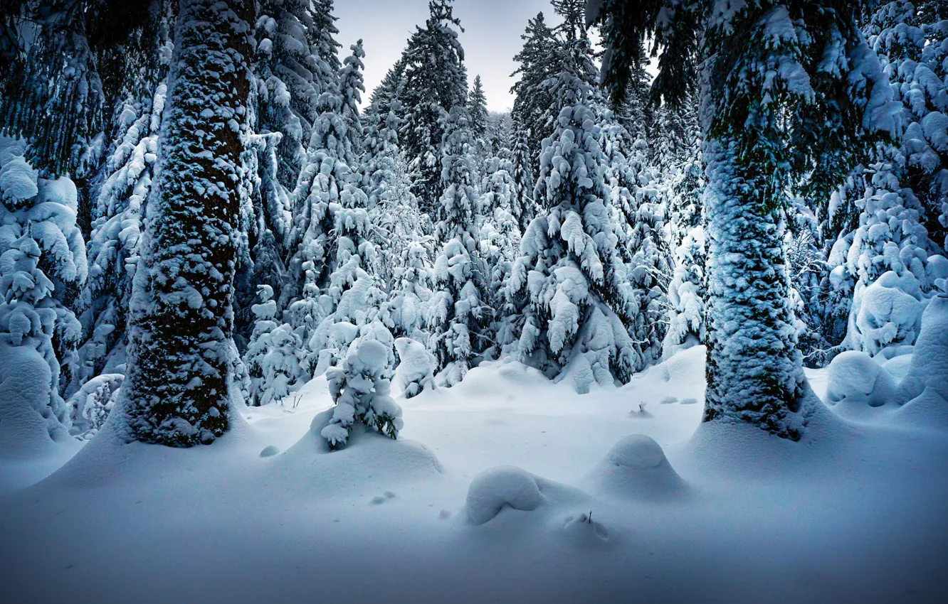 Фото обои зима, снег, деревья, пейзаж, природа, стволы, ели, Robert Didierjean