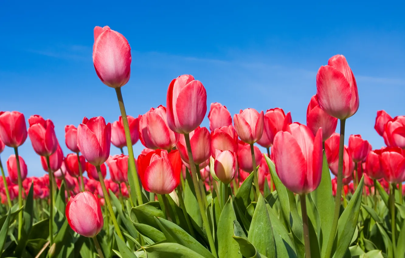 Фото обои небо, цветы, весна, тюльпаны, бутоны, tulips