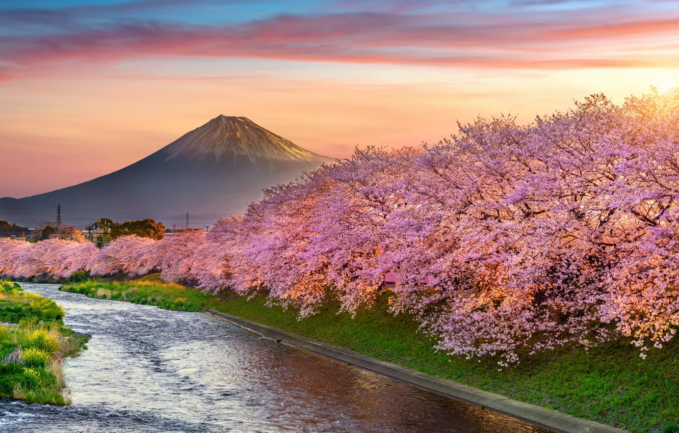 Фото обои вишня, весна, Япония, сакура, Japan, цветение, гора Фуджи, landscape