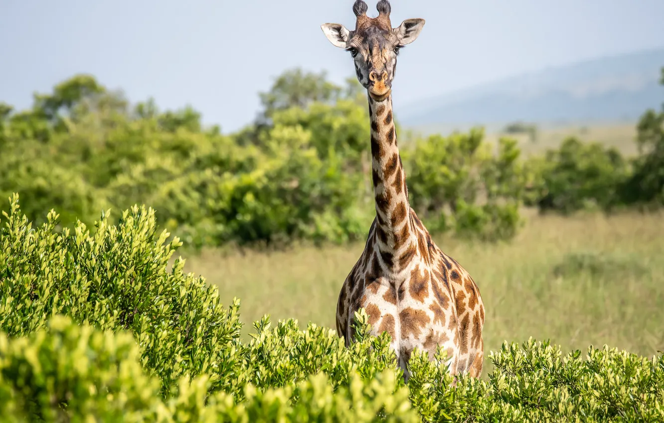 Фото обои жираф, кусты, шея