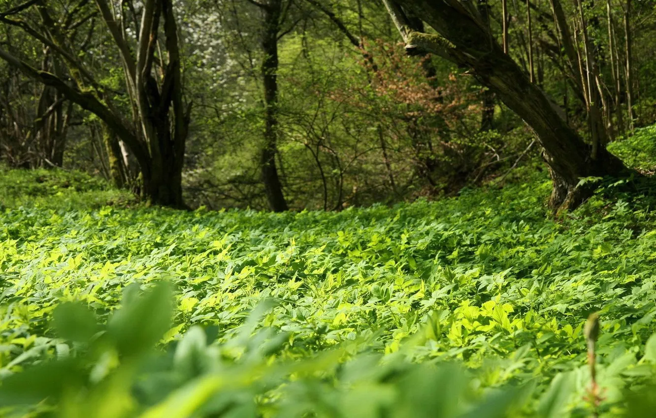 Фото обои зелень, лето, трава, деревья, Поляна, лесок