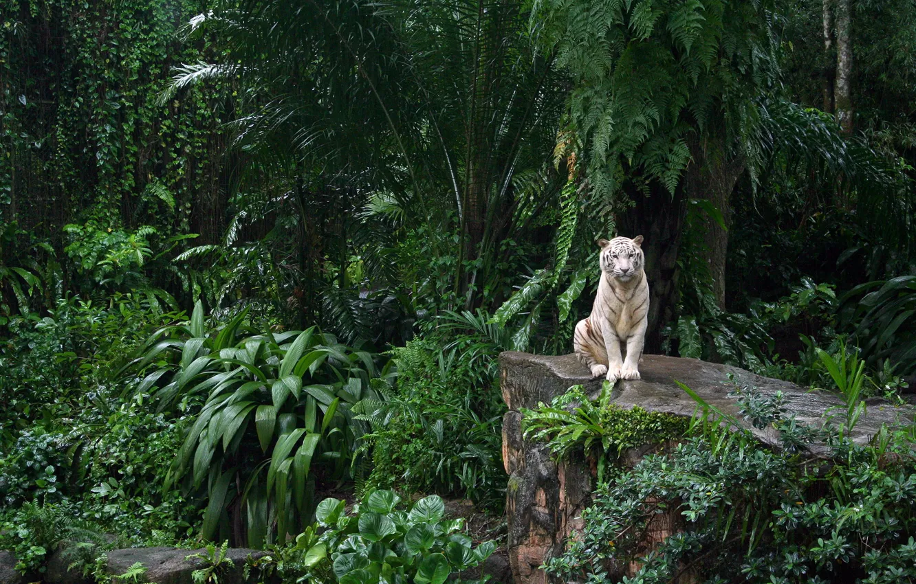 Фото обои белый тигр, зоопарк, сингапур