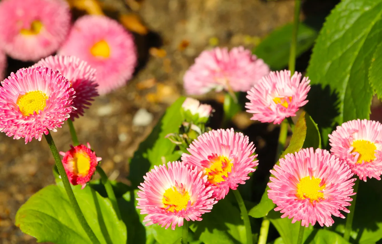 Фото обои flower, pink, spring, Daisy, blooming