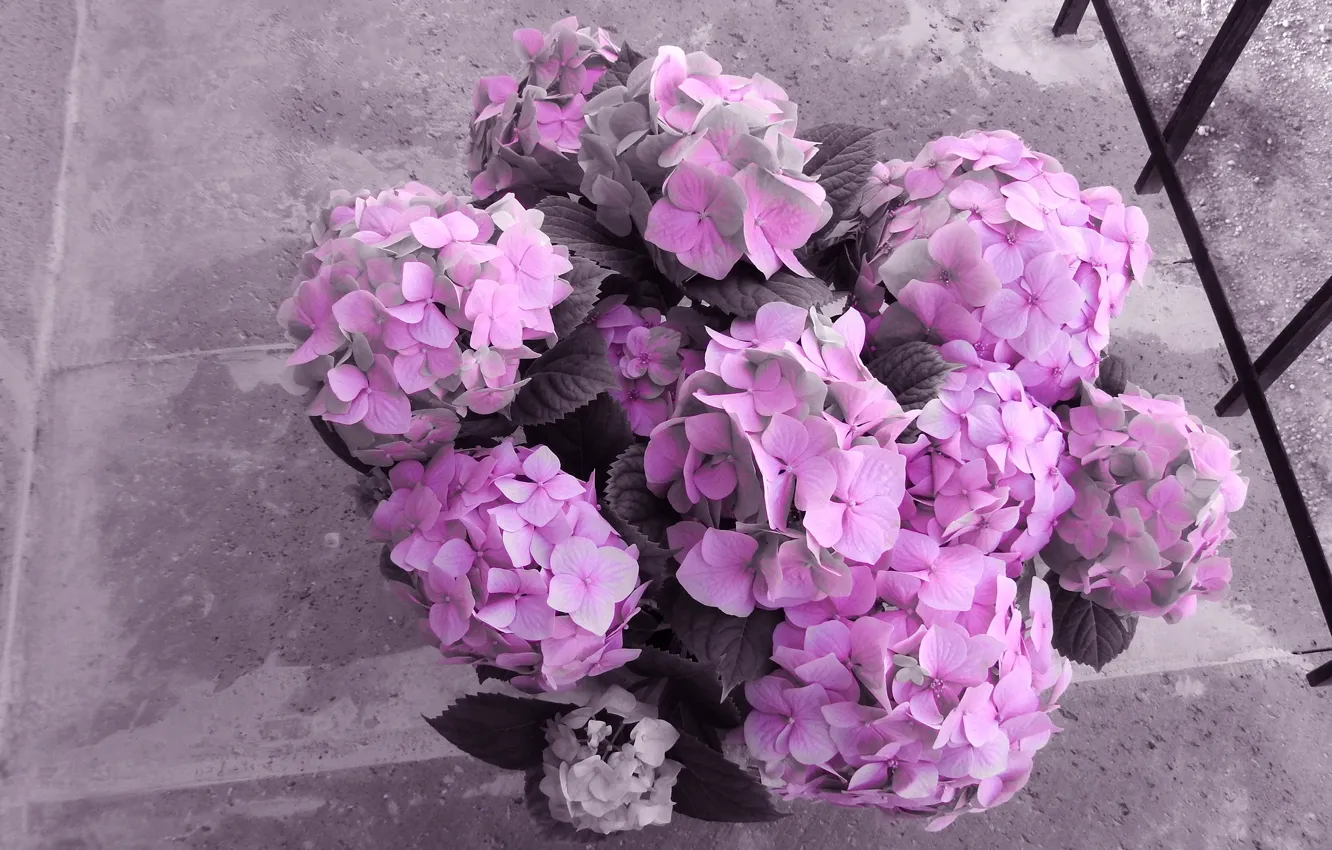 Фото обои цветы, серый, фон, розовая, забор, обработка, букет, розовые