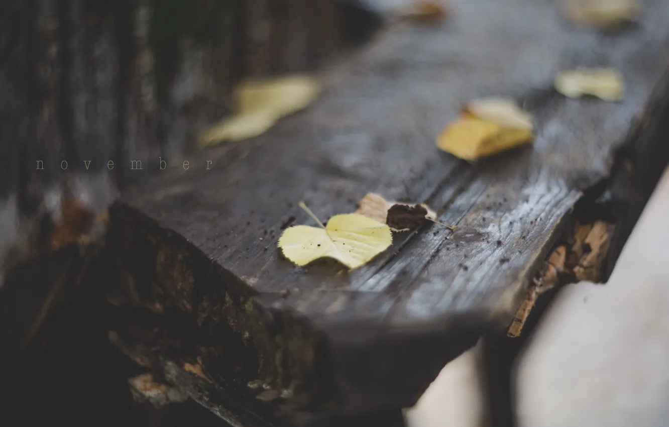 Фото обои листья, макро, надпись, листва, Ноябрь