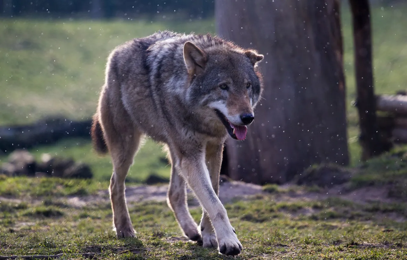 Фото обои nature, predator, animal, wolf, wildlife, portrait, portrait., Canis lupus. face