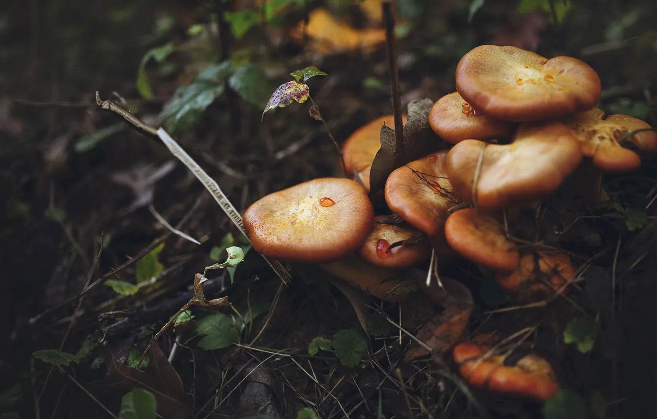 Фото обои осень, лес, листья, капли, темный фон, грибы, шляпки