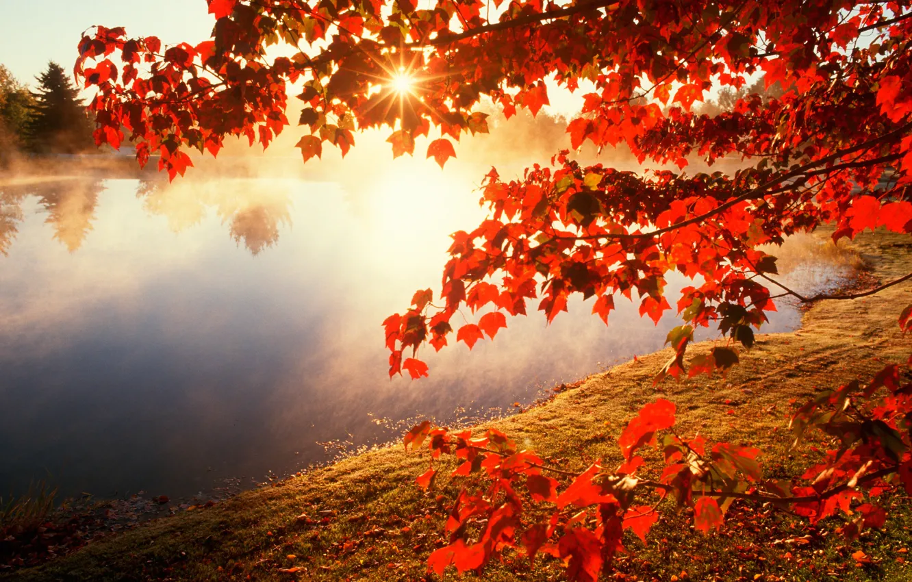 Фото обои осень, листья, солнце, ветки, природа, река, фото, клен