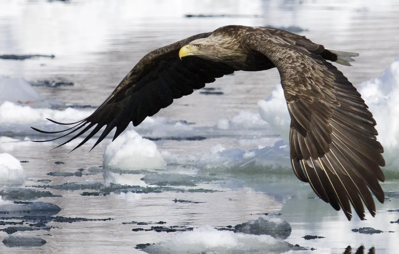 Фото обои вода, полет, орел, крылья, Птица, льды