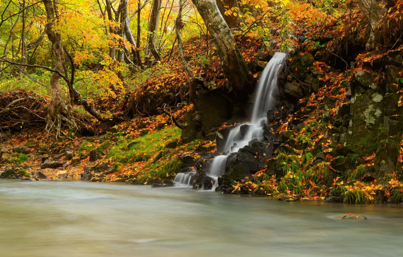 Фото обои осень, лес, природа, река, водопад, поток