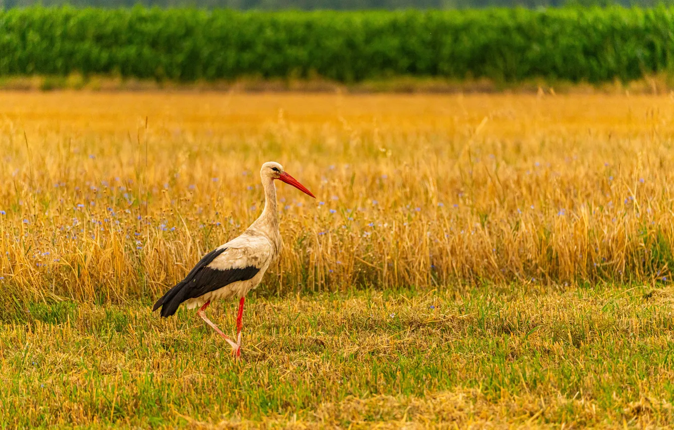 Фото обои summer, nature, stork