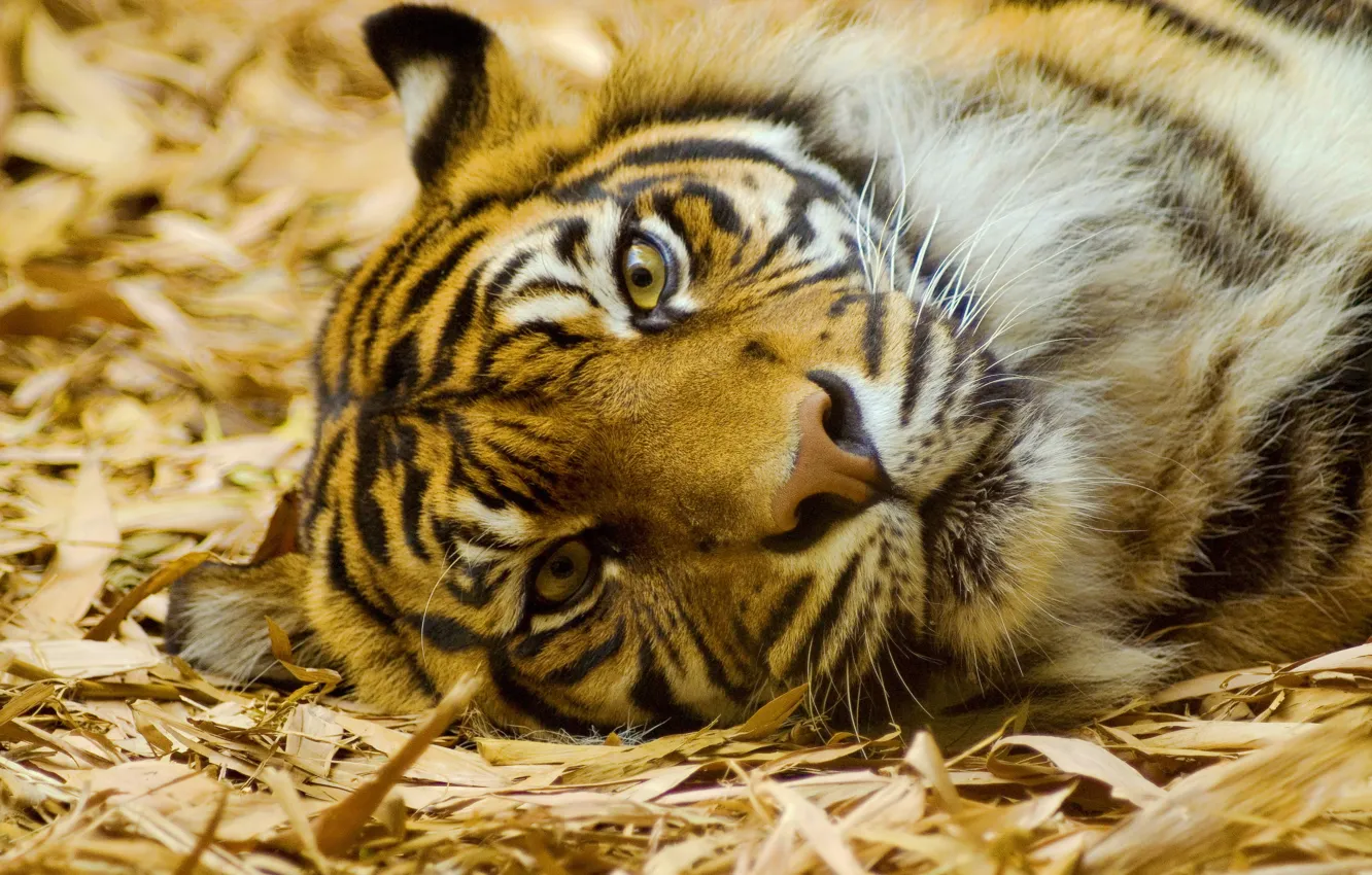 Фото обои усы, взгляд, морда, тигр, лежит, смотрит
