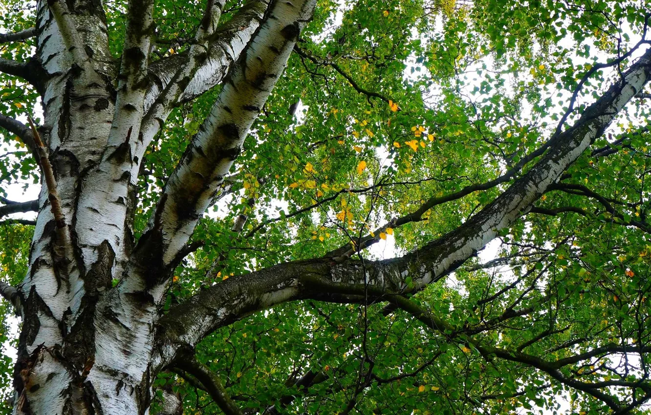 Фото обои forest, park, tree