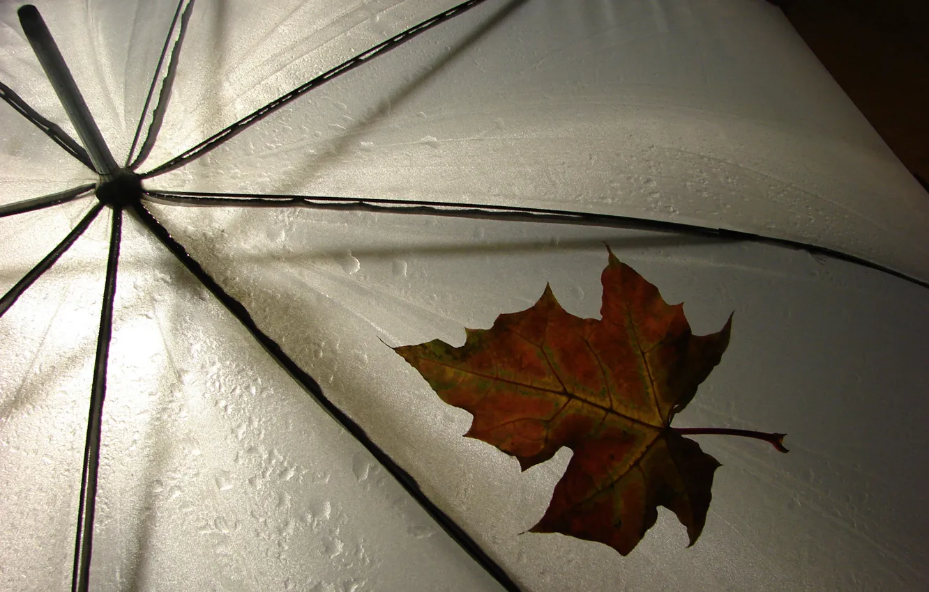 Фото обои лист, зонтик, дождь, погода, rain, разное, leav