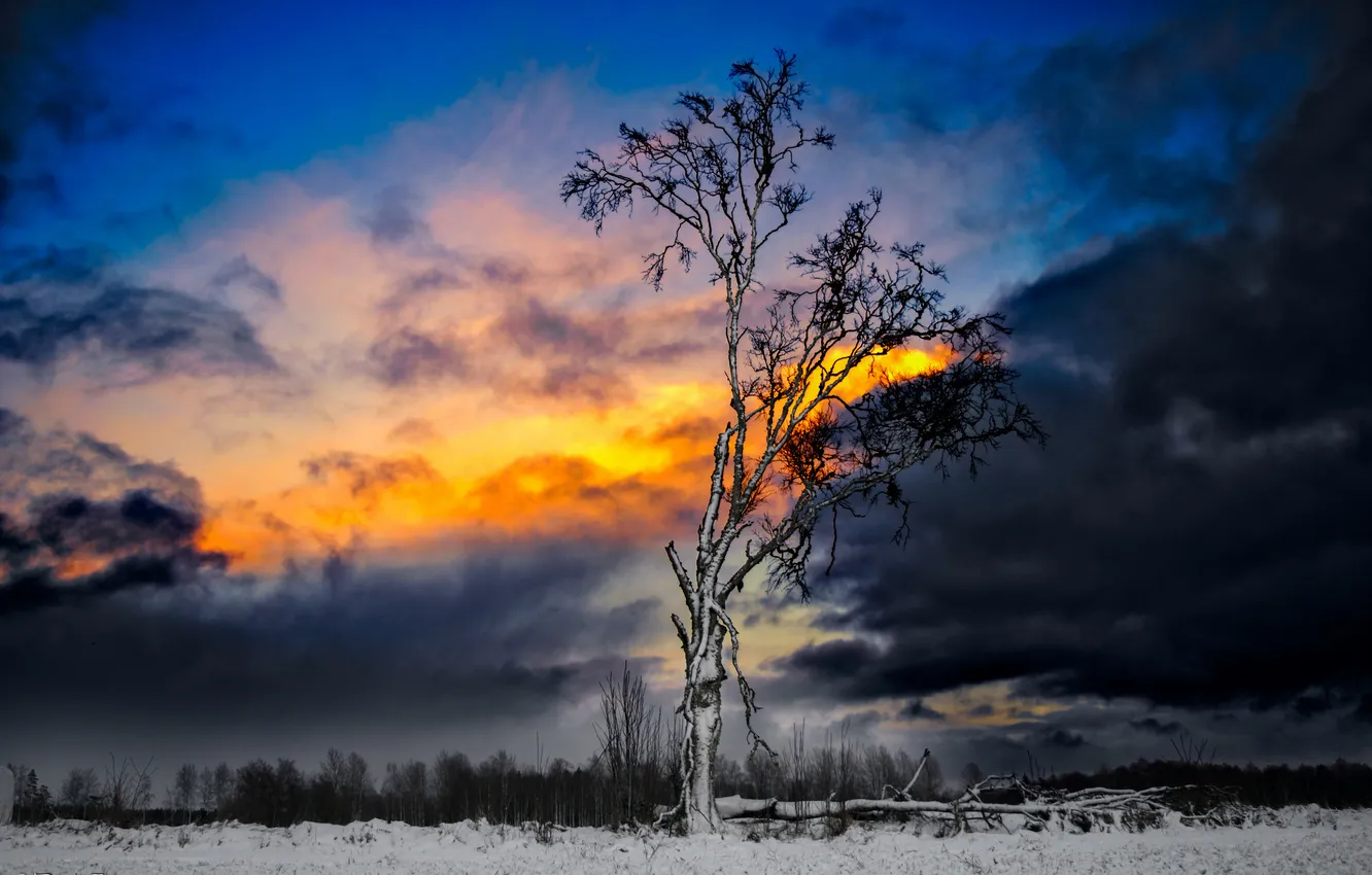 Фото обои зима, небо, снег, тучи, дерево, зарево