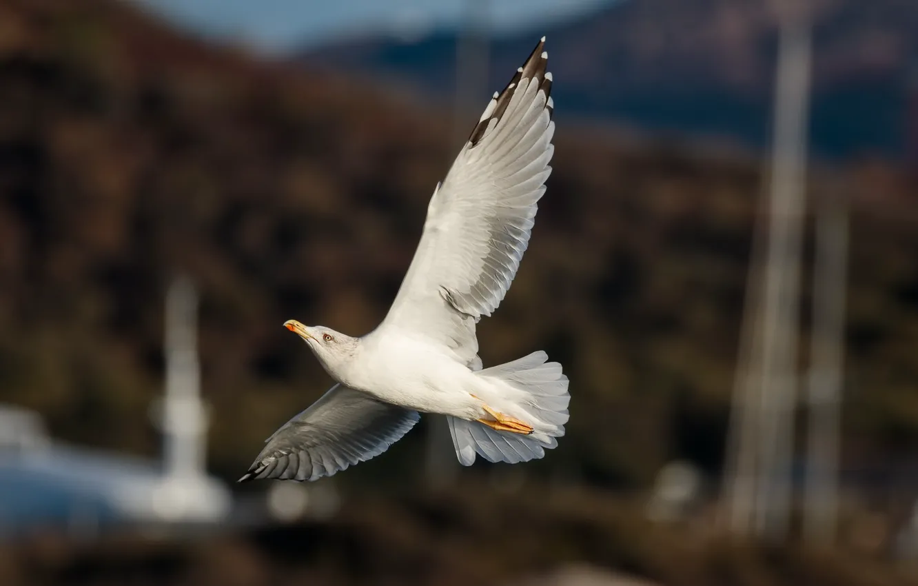 Фото обои крылья, чайка, летит