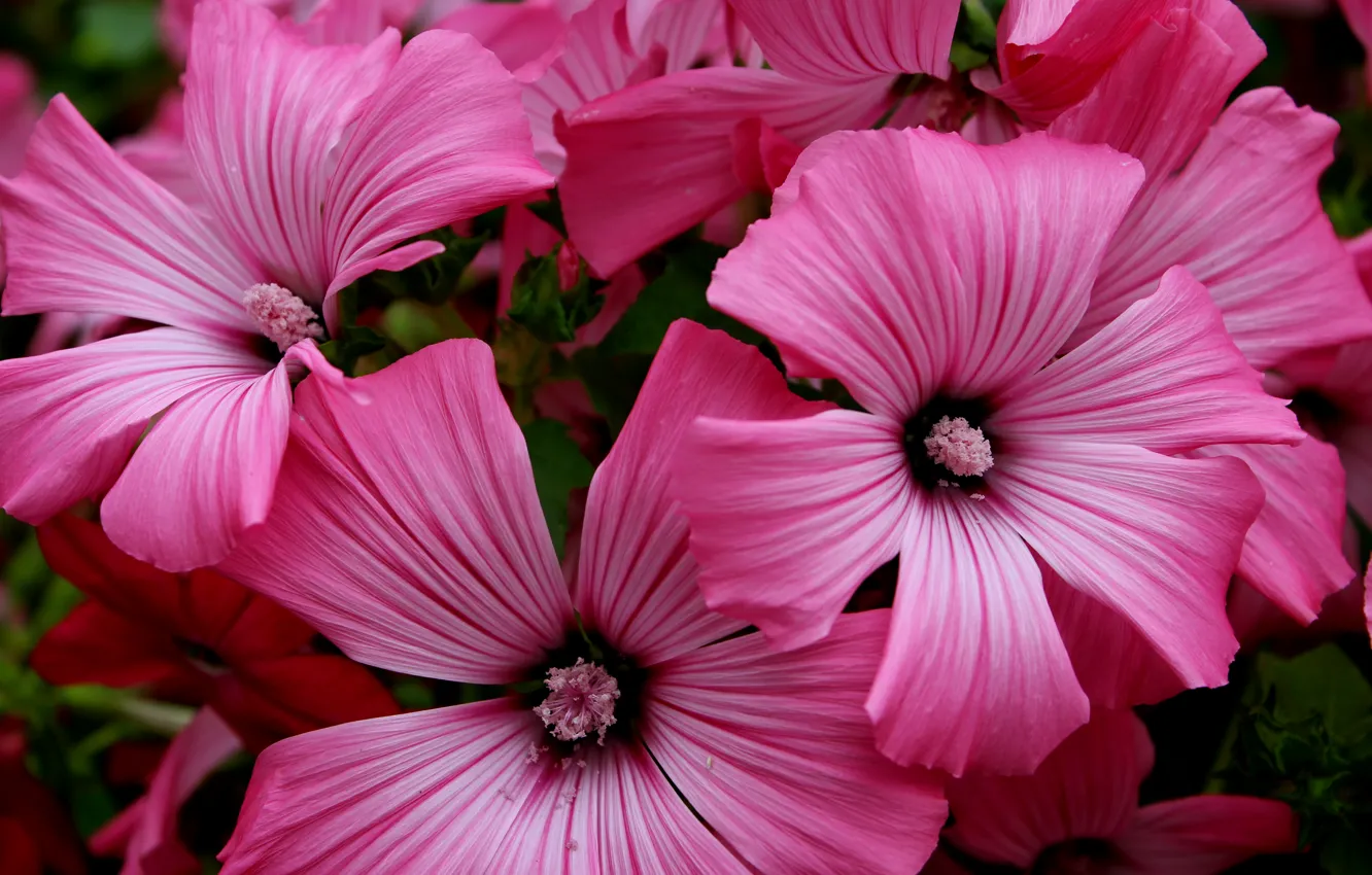 Фото обои макро, Цветы, розовые, pink, flowers, macro