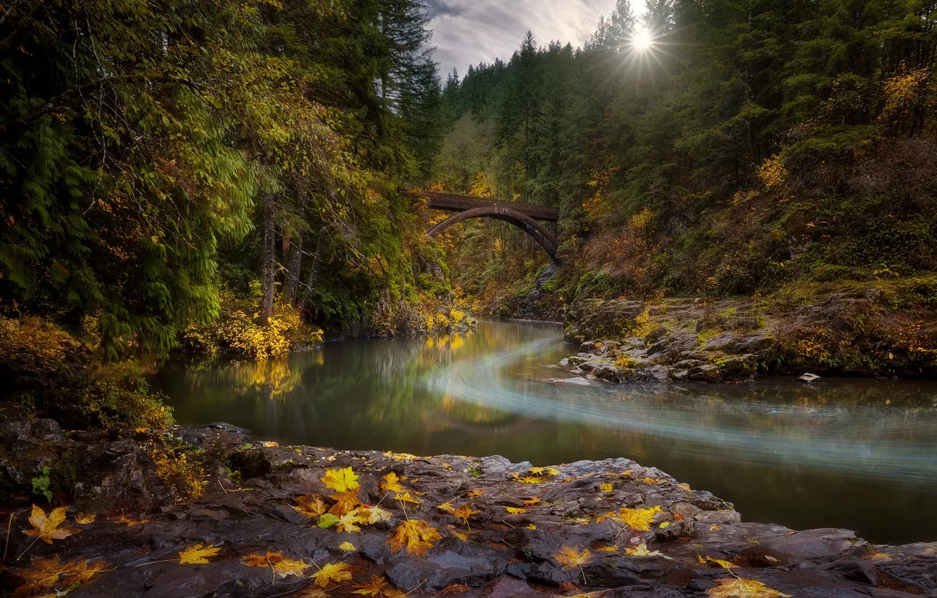 Фото обои осень, лес, солнце, лучи, деревья, пейзаж, природа, река