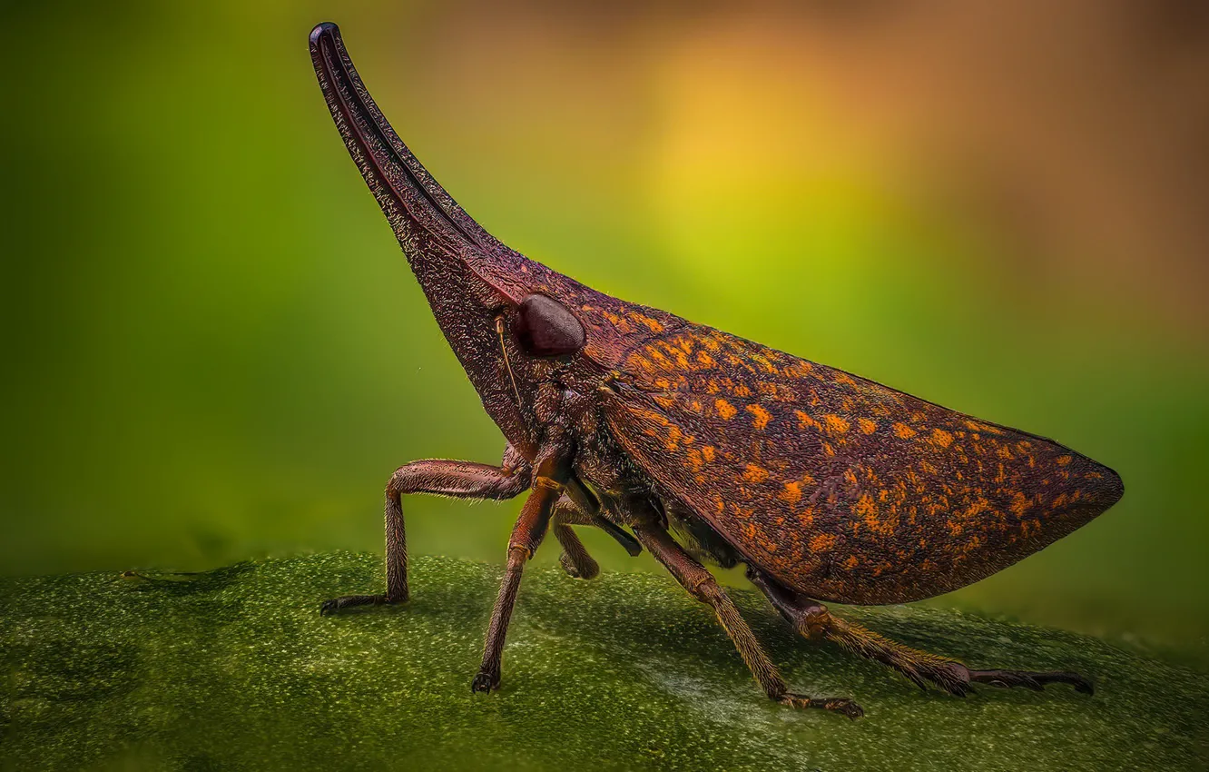 Фото обои природа, насекомое, Fulgoridae