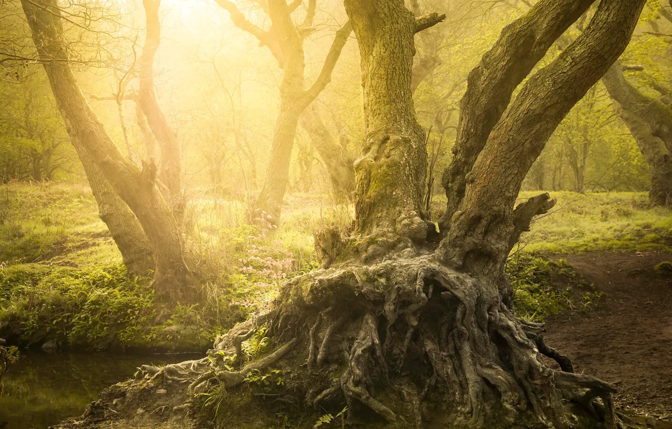 Фото обои лес, лето, солнце, свет, деревья, природа, корни, туман