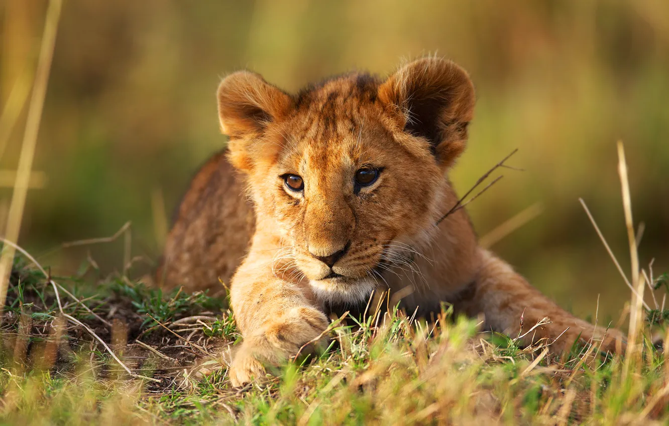 Фото обои природа, животное, львенок, lion, wild cat