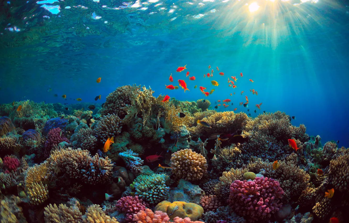 Фото обои море, рыбы, синева, дно, кораллы, лучи света, Подводный мир