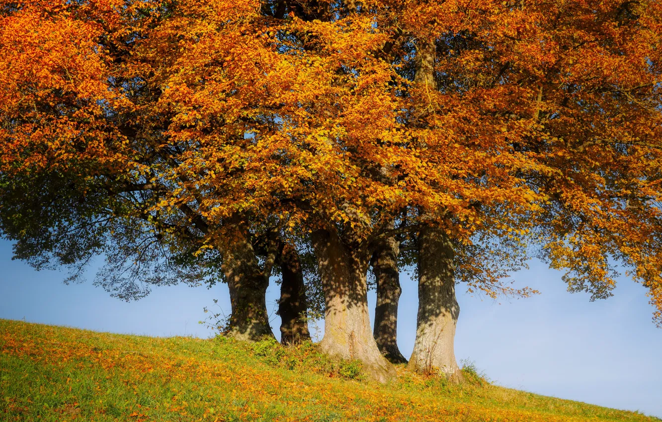 Фото обои осень, деревья, природа, листва, склон, кроны