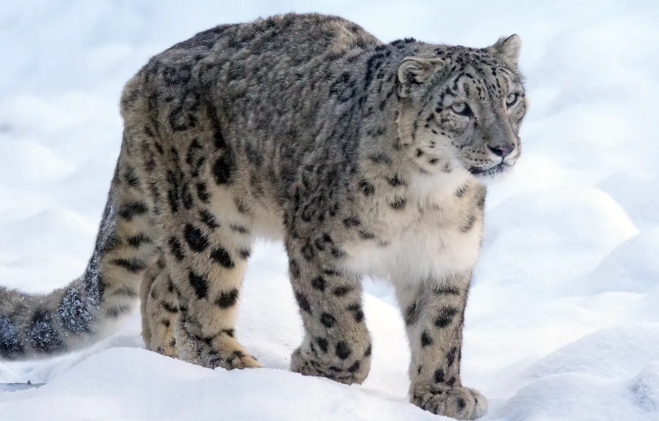 Фото обои snow leopard, animal, wildlife, big cat