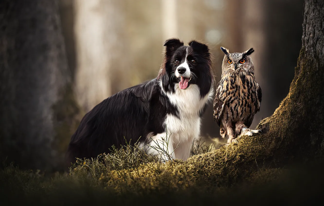 Фото обои сова, птица, мох, собака, филин
