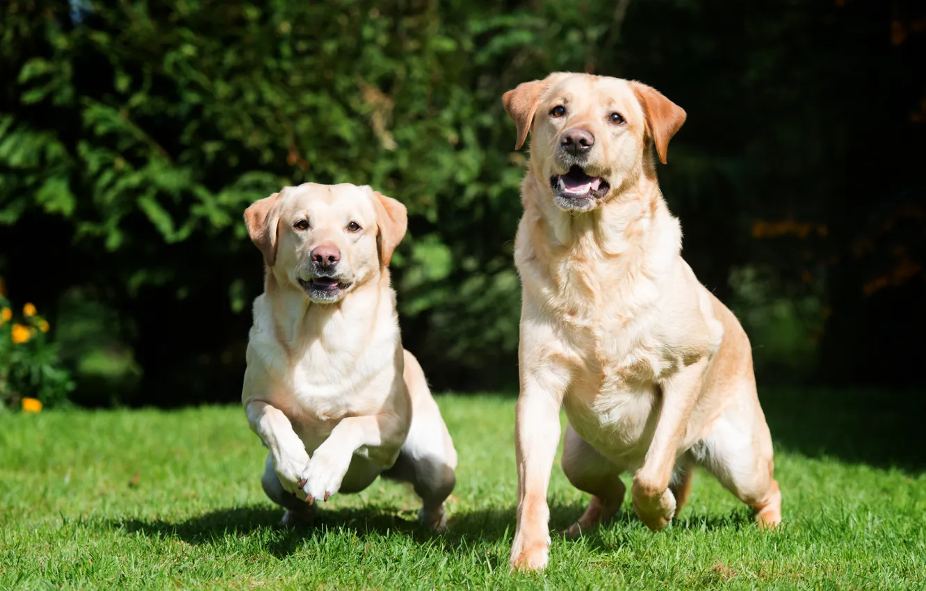 Фото обои трава, собака, пара, лабрадор, пёс
