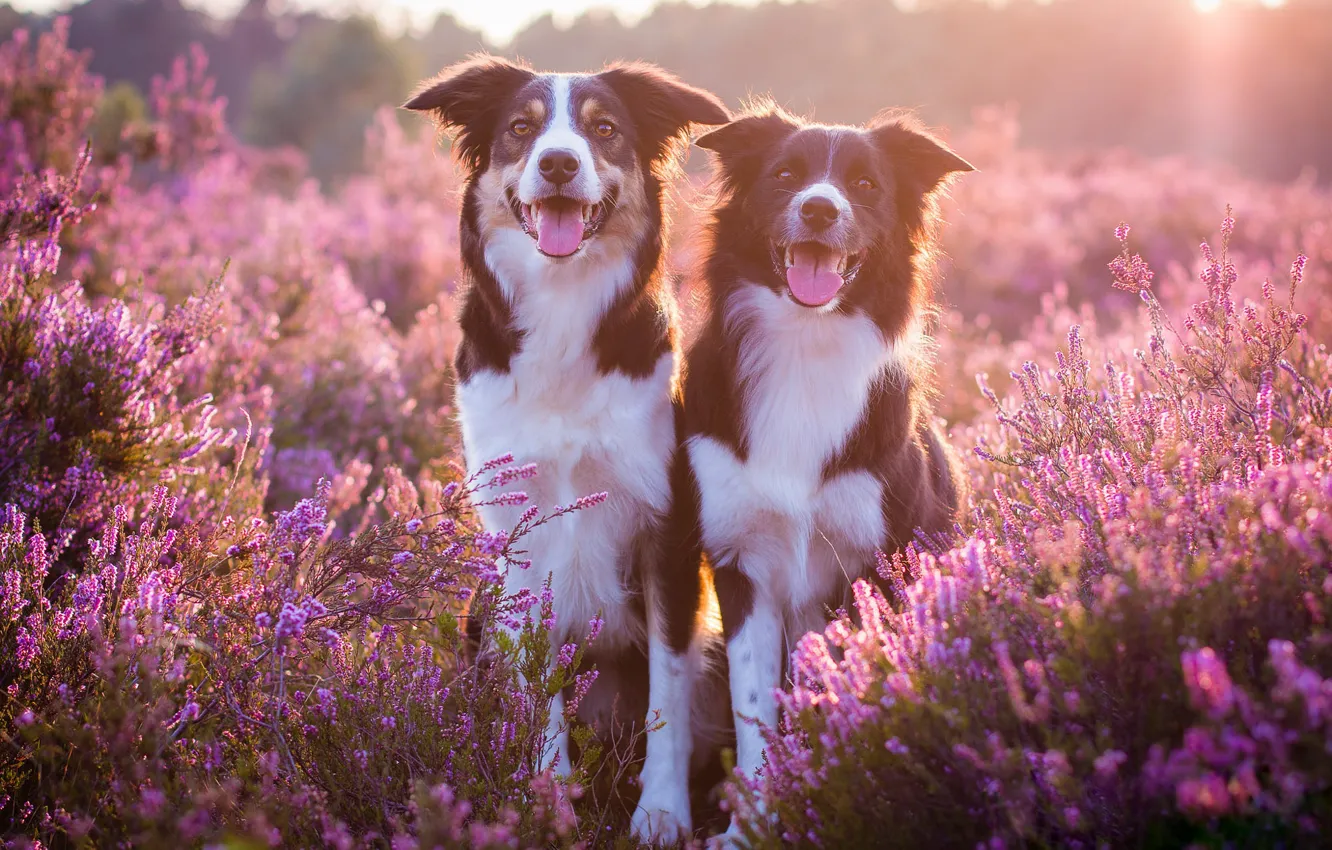 Фото обои язык, собаки, солнце, свет, цветы, поляна, две, пара