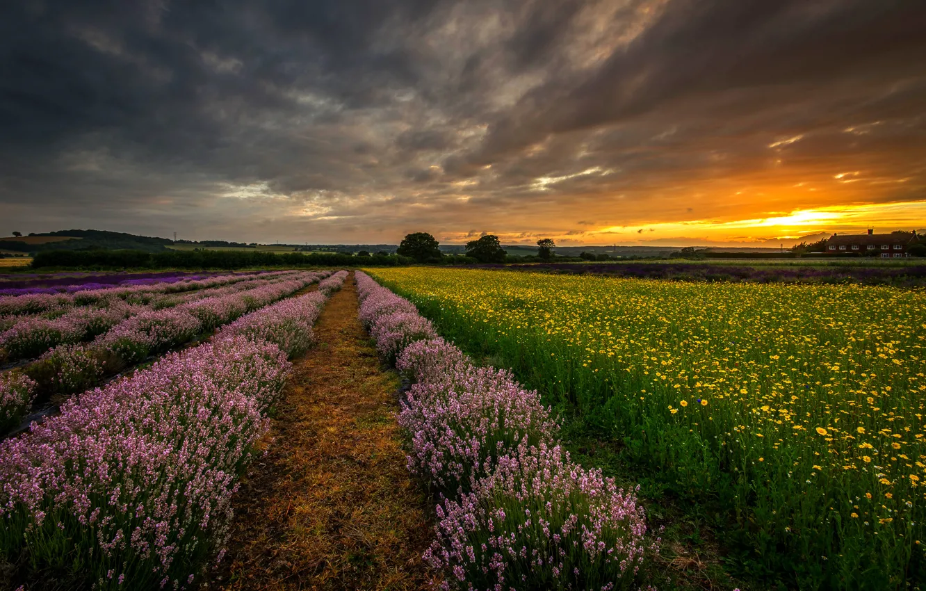 Фото обои поле, закат, цветы, природа, Англия, вечер, Великобритания, лаванда