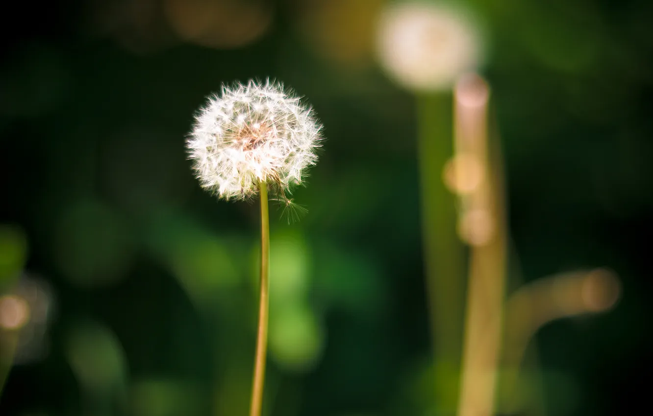 Фото обои природа, Одуванчик, dandelion