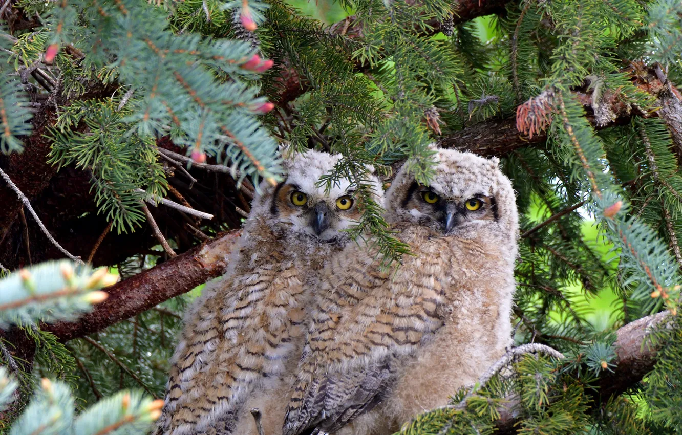 Фото обои animals, birds, wildlife, Great horned owl