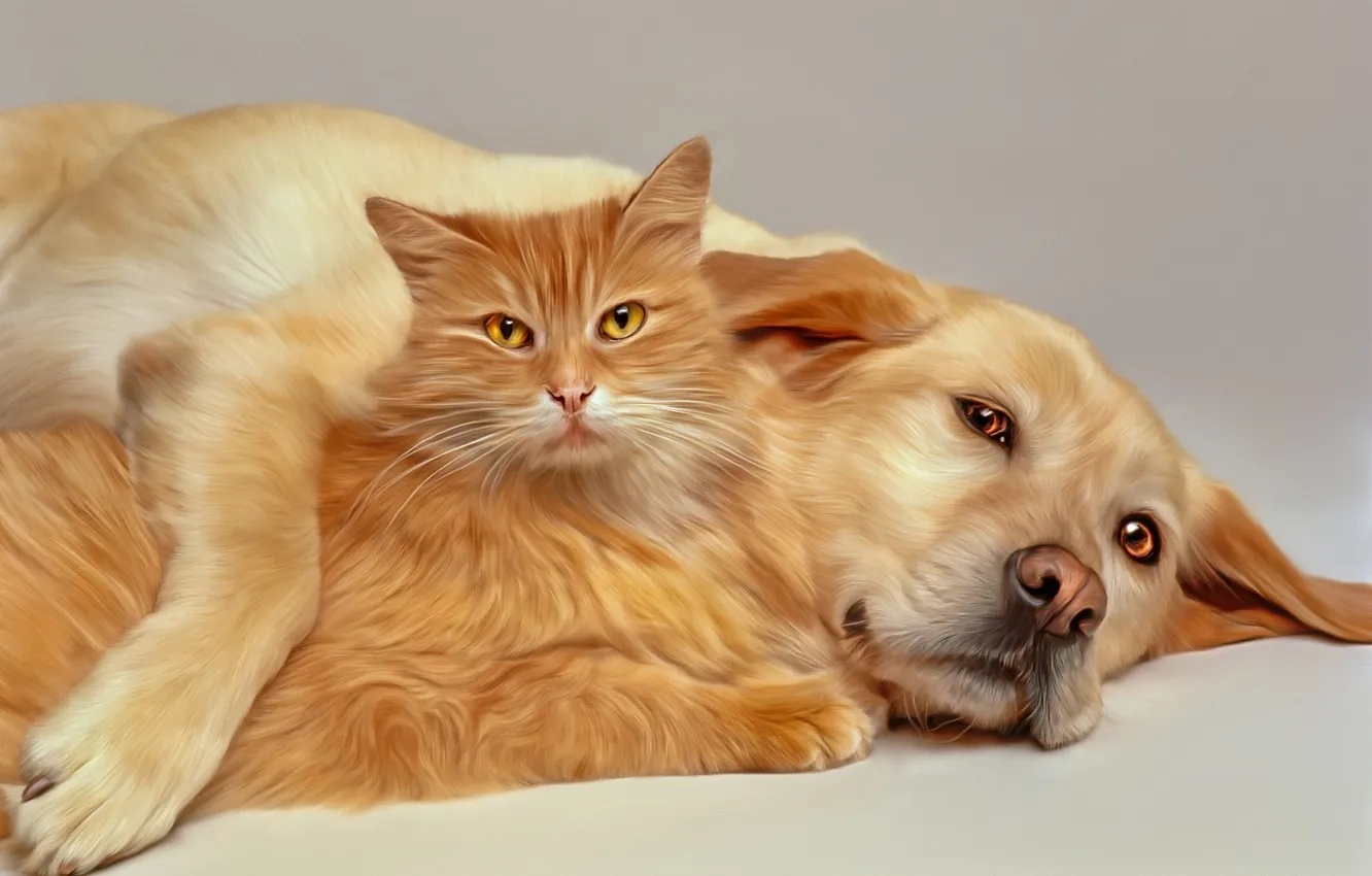 Фото обои кот, собака, друзья, компьютерный дизайн