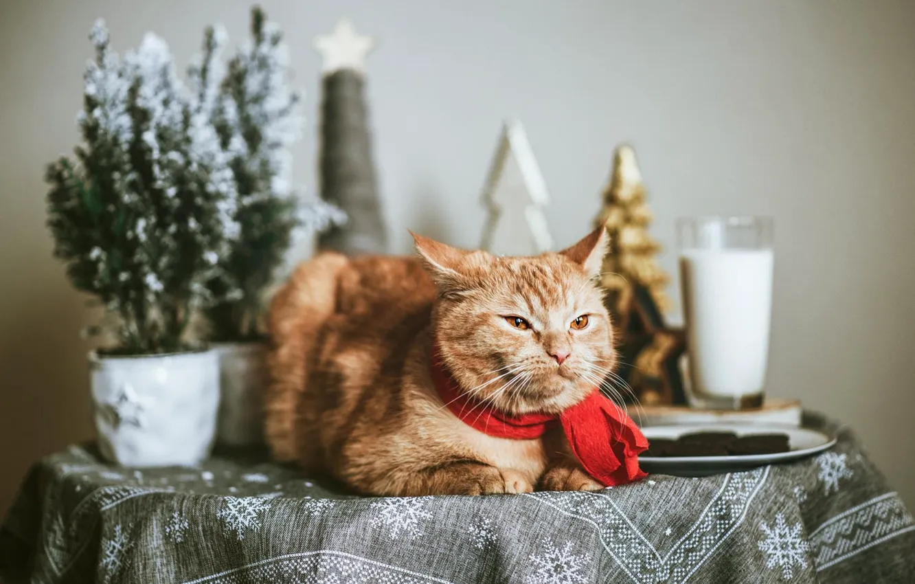 Фото обои зима, кошка, кот, взгляд, снежинки, стакан, поза, стол