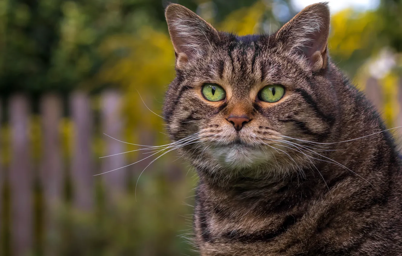 Фото обои кот, взгляд, портрет, мордочка, котофей