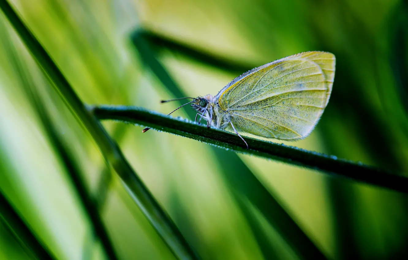 Фото обои трава, макро, линии, полосы, бабочка, размытие, насекомое, зеленый фон