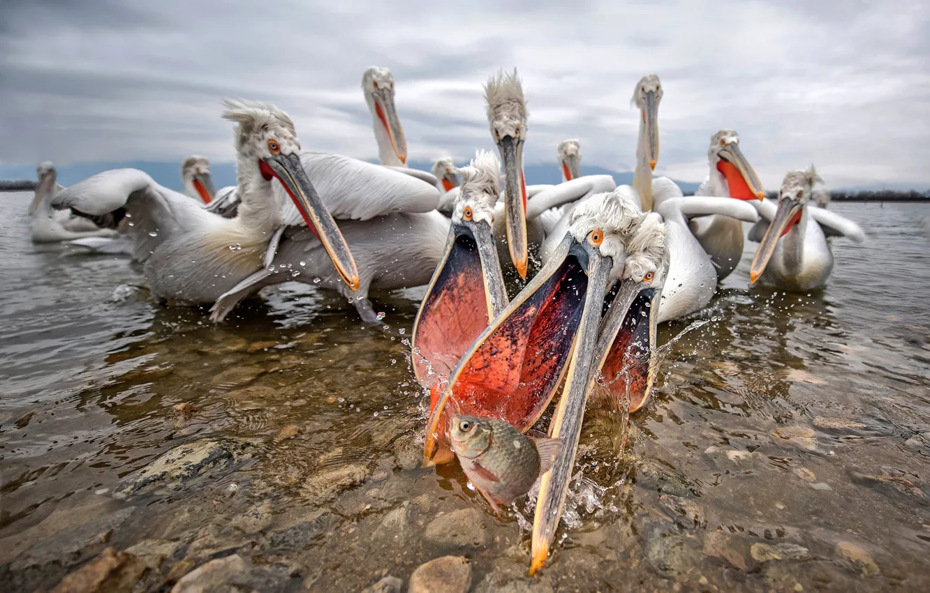 Фото обои вода, птицы, рыба, стая, Пеликаны