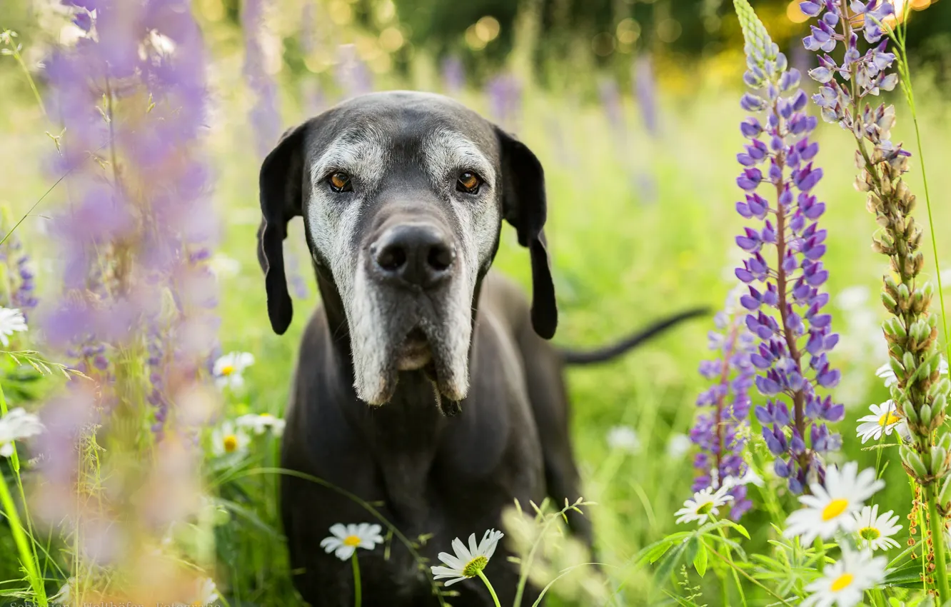 Фото обои взгляд, морда, цветы, ромашки, собака, луг, люпин, Немецкий дог