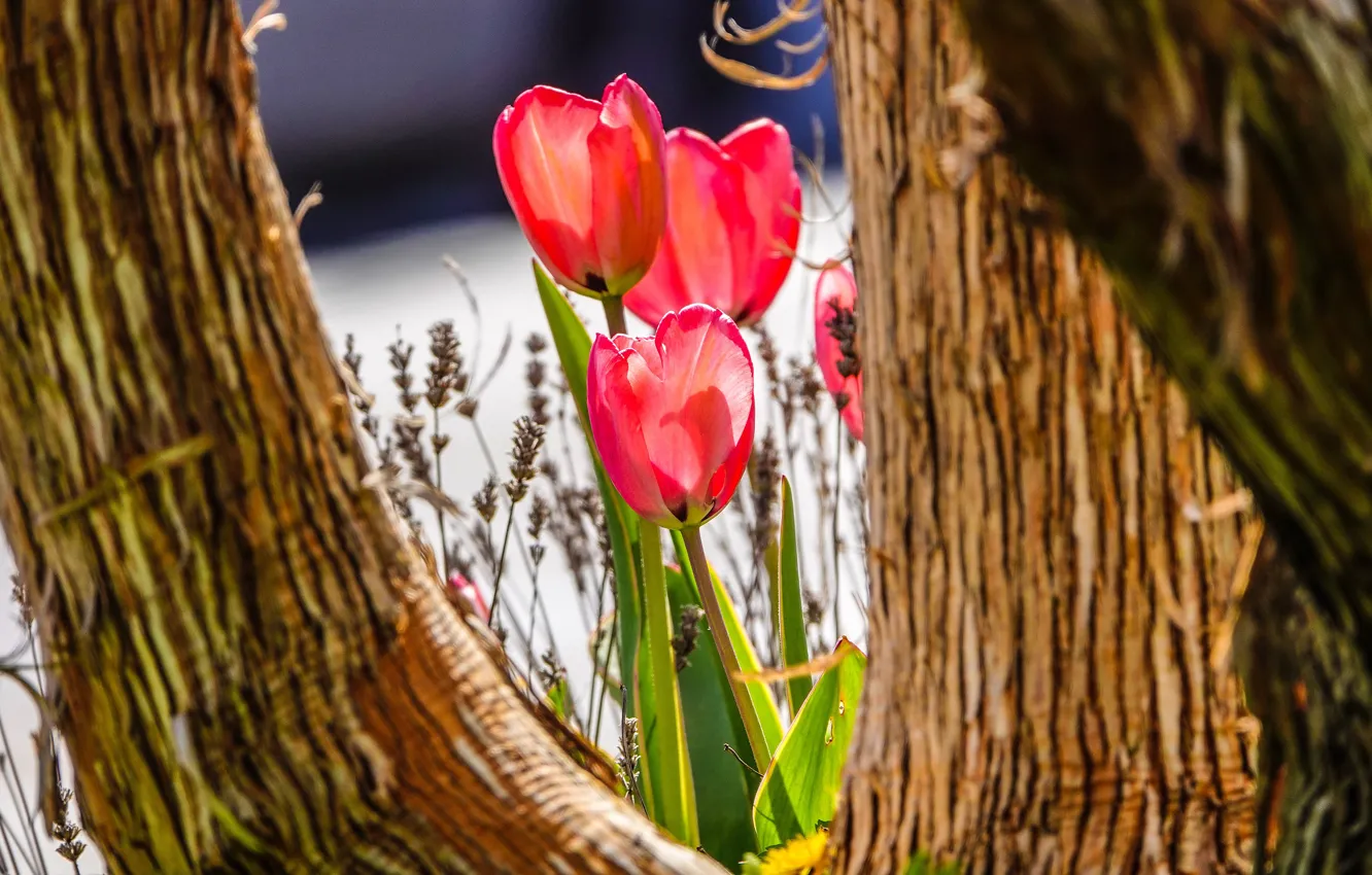 Фото обои свет, цветы, дерево, стволы, весна, тюльпаны, красные, трио