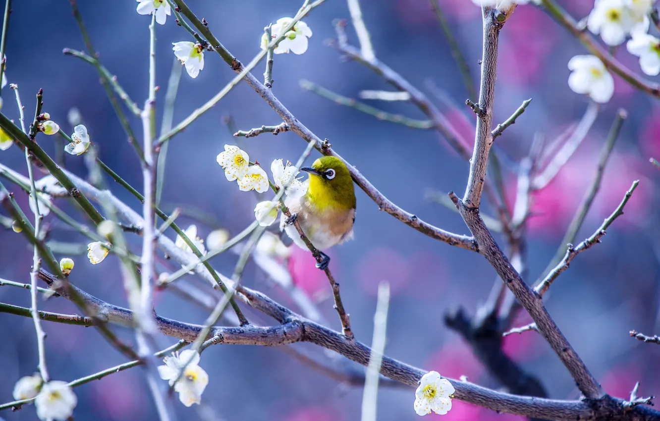 Фото обои цветы, ветки, природа, дерево, птица, весна, Японская белоглазка