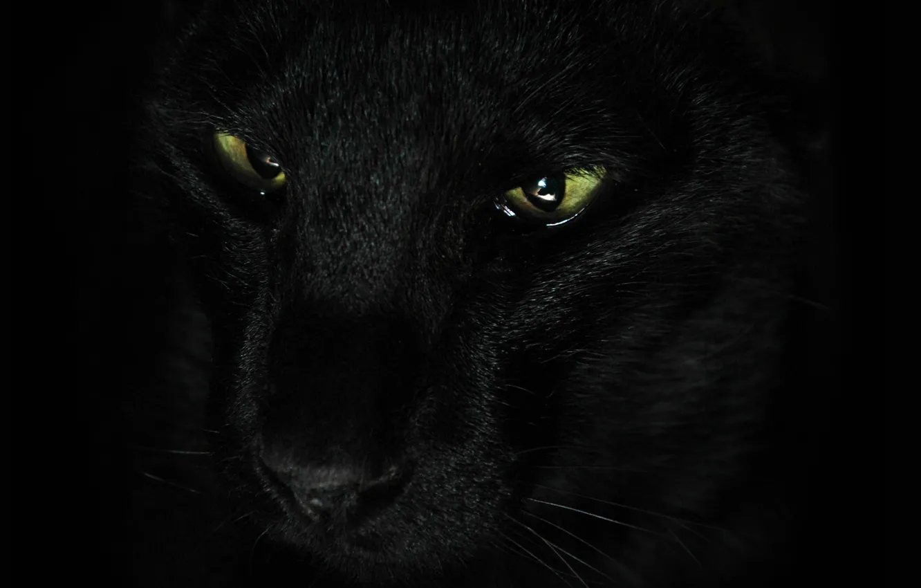 Фото обои кошка, усы, взгляд, животное, черная, зеленые глаза