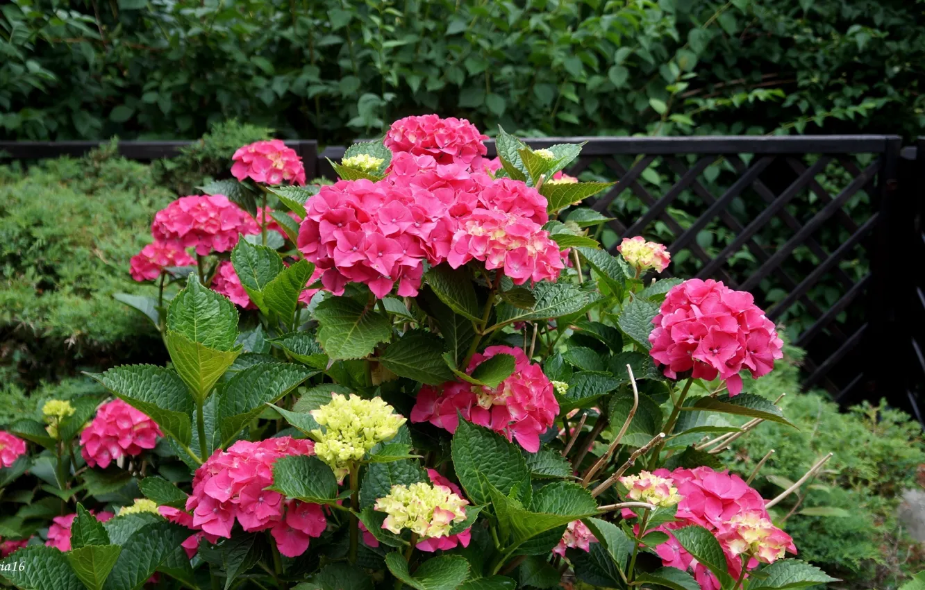 Фото обои flower, garden, blooming