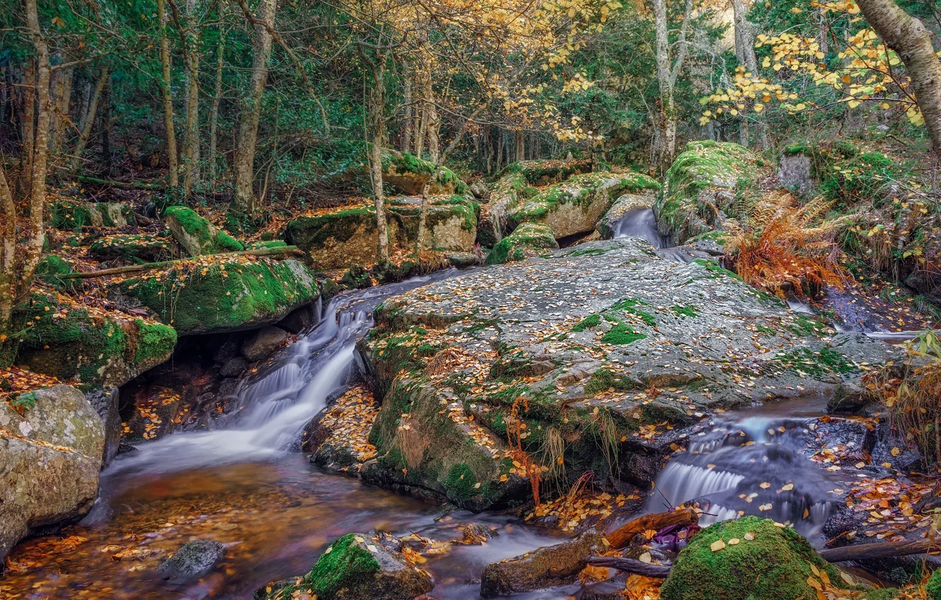 Фото обои осень, лес, деревья, ручей, камни, поток