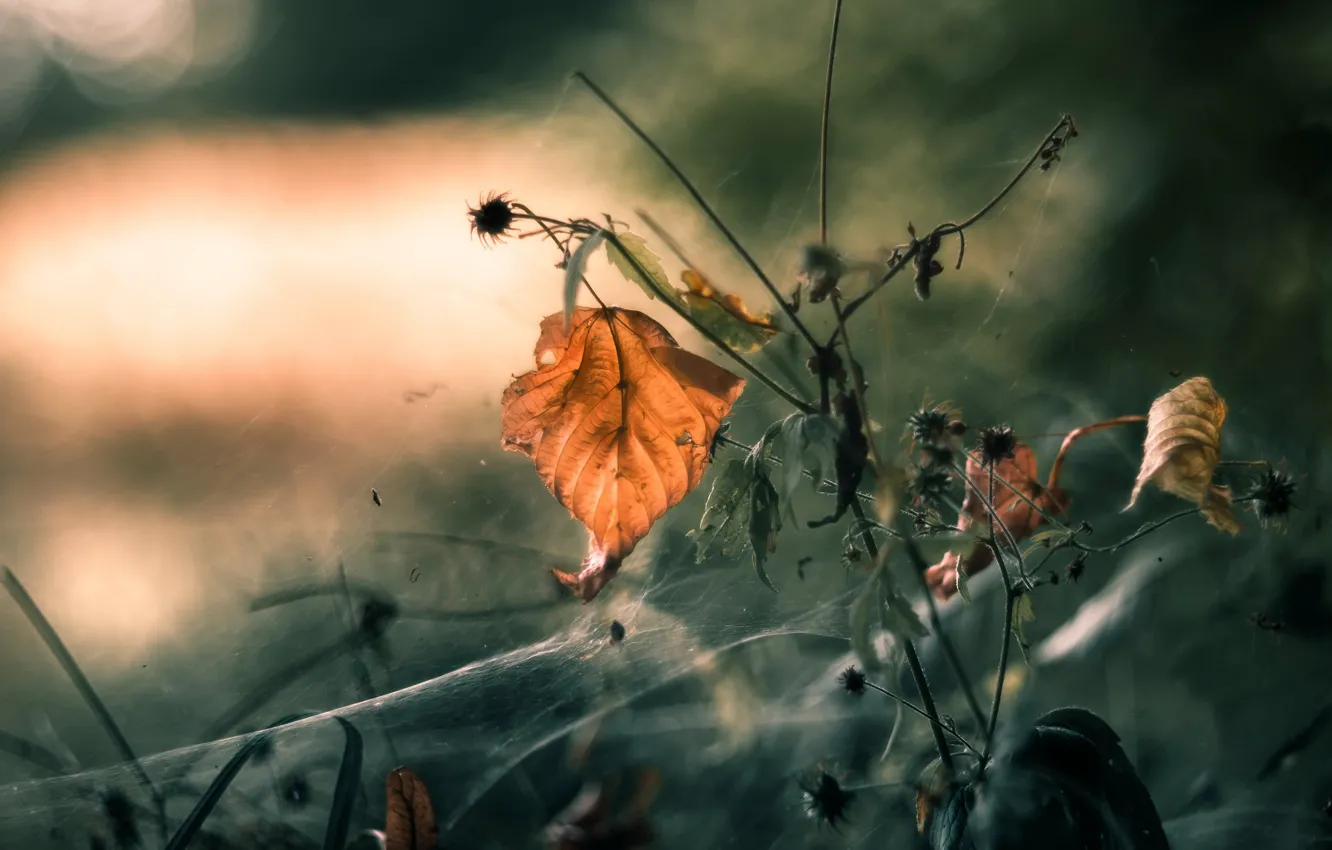 Фото обои осень, листья, паутина