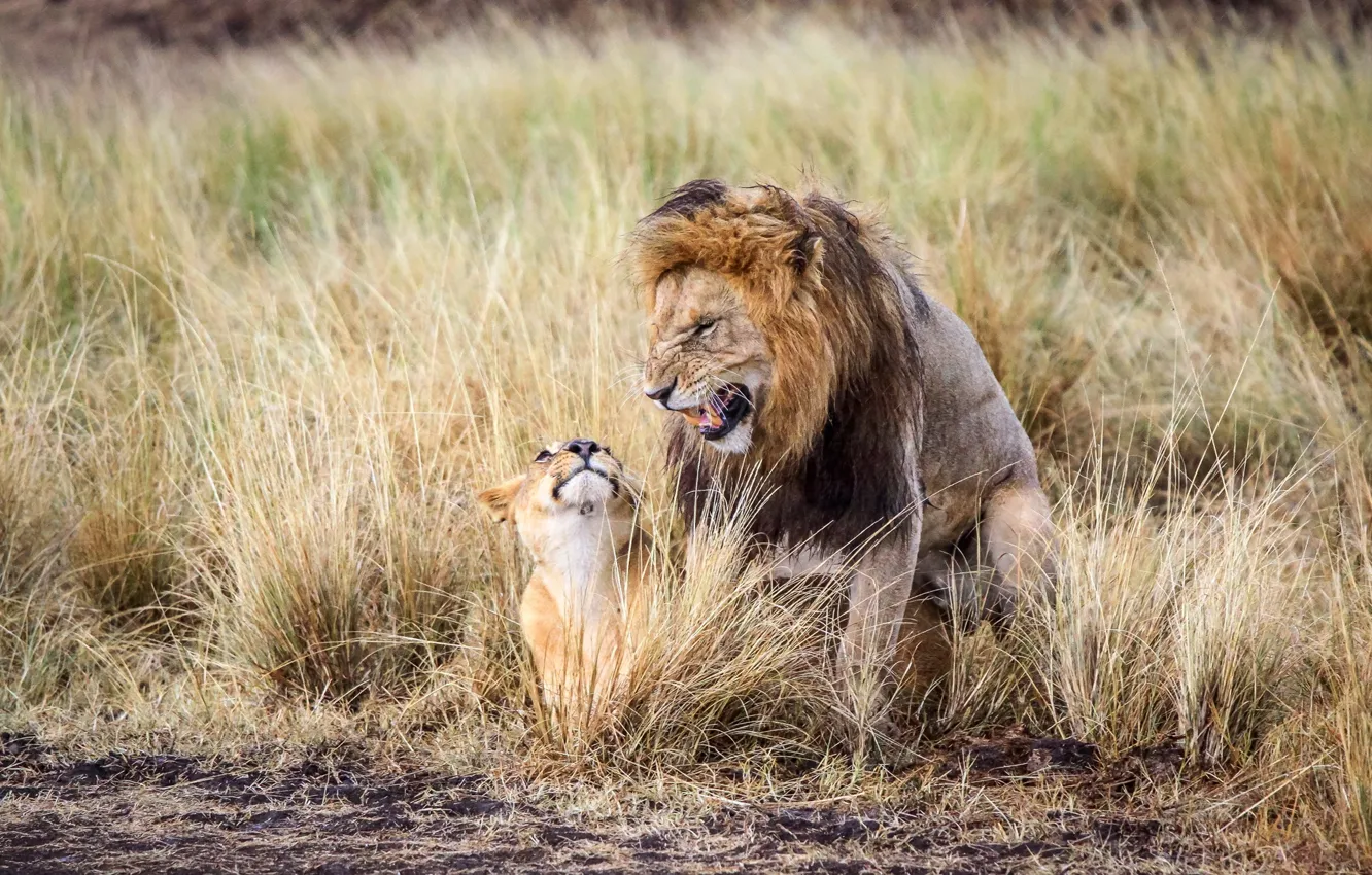 Фото обои лев, маленький, большой, Африка, львы